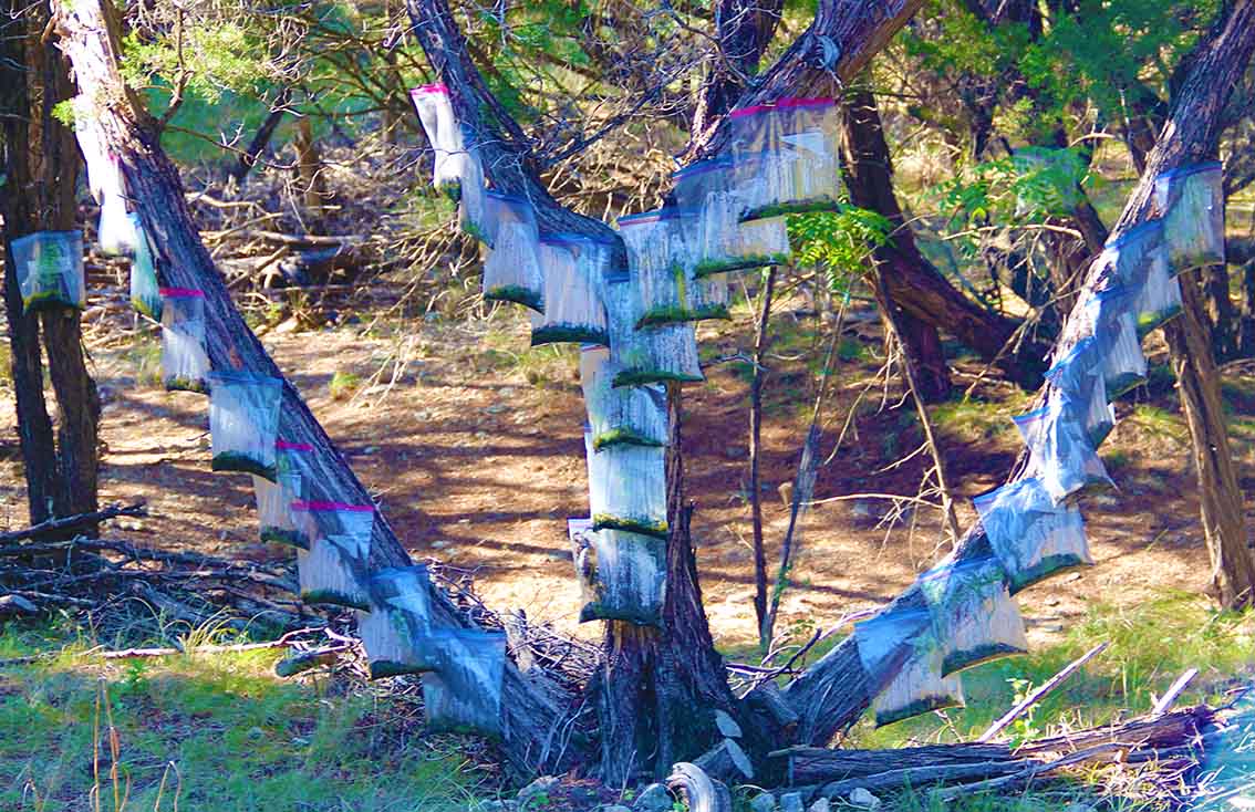 Multidisciplinary Artist